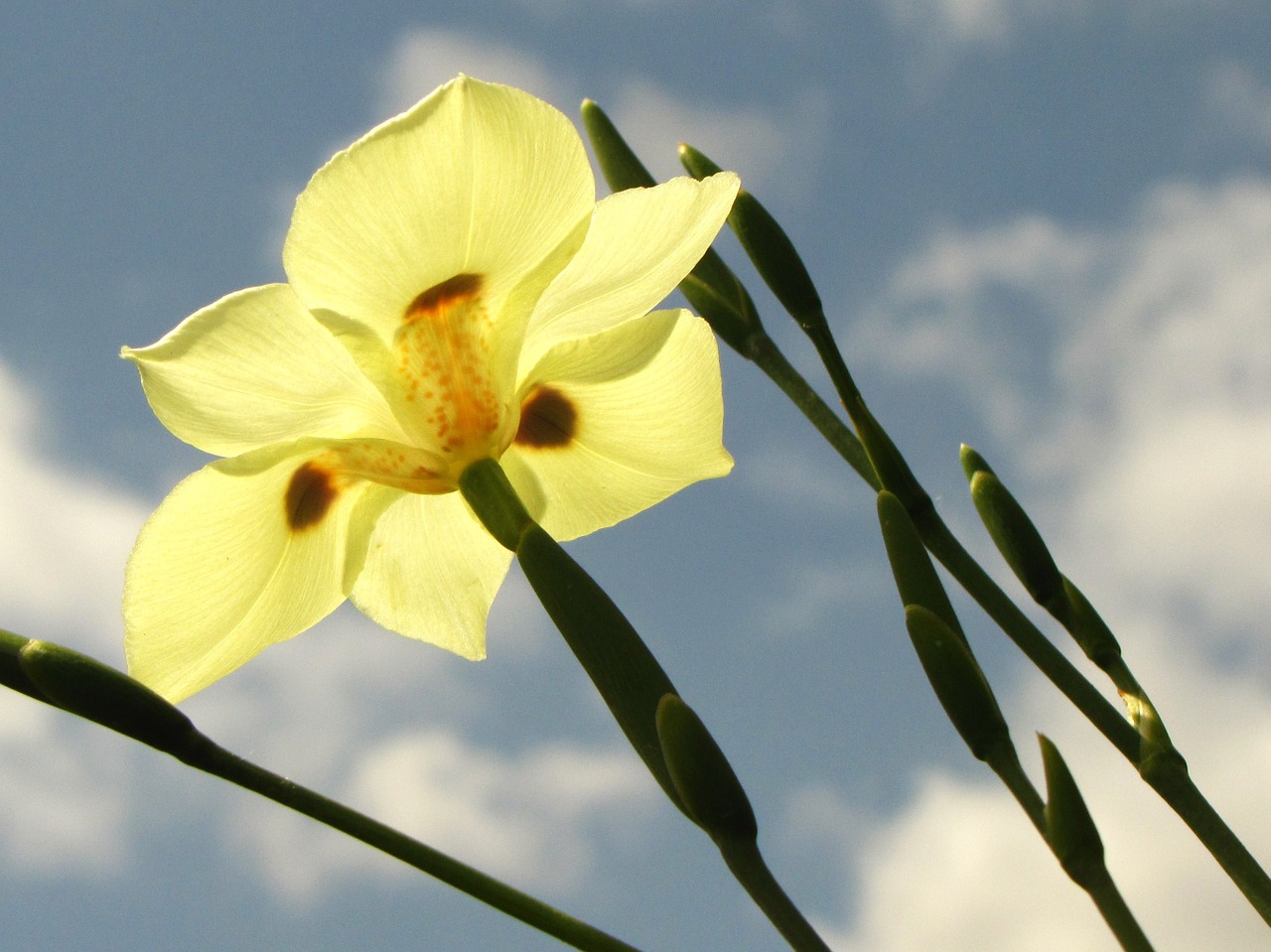 yellow flower iris lily free photo