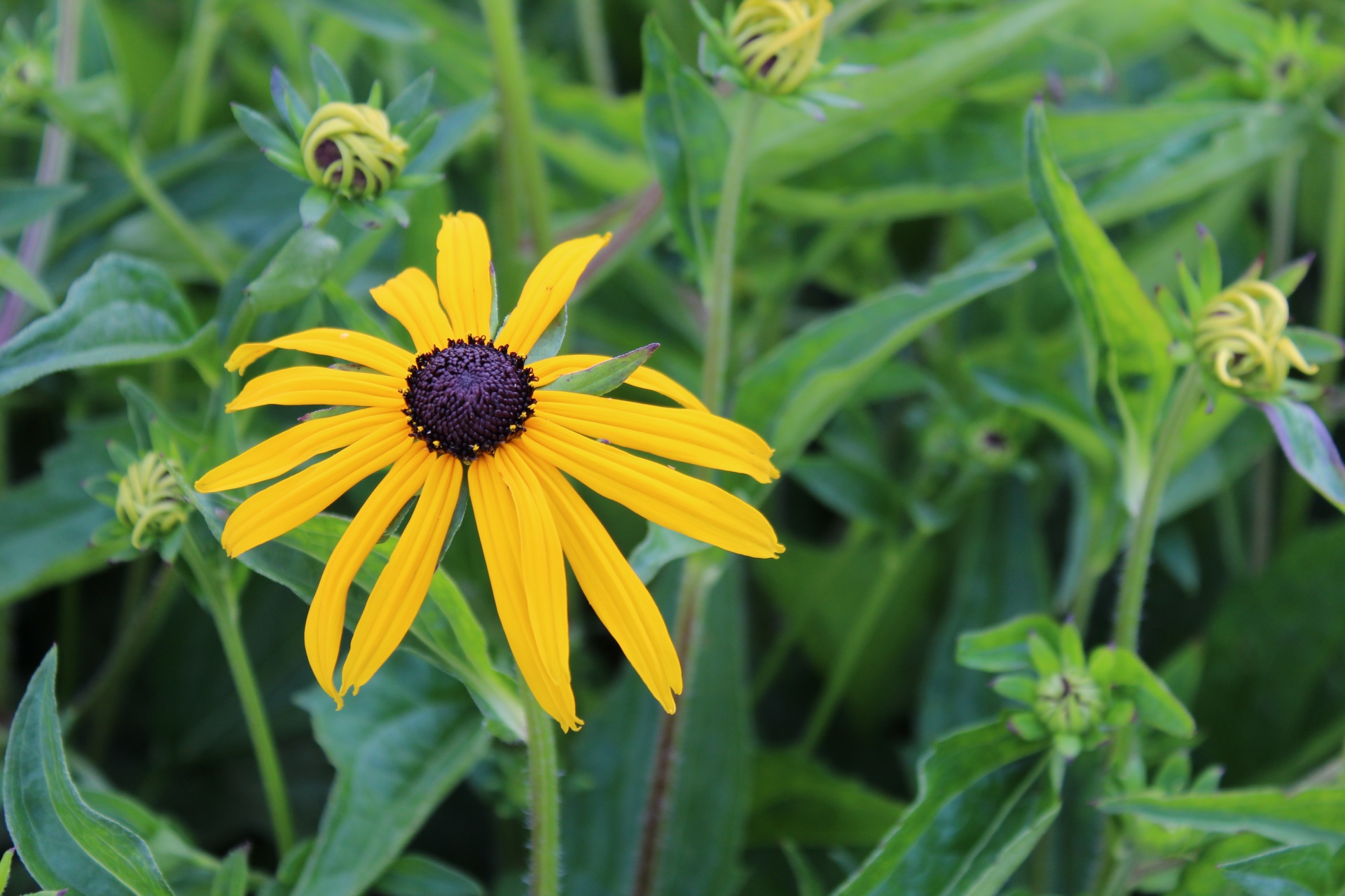 yellow flower closeup free photo