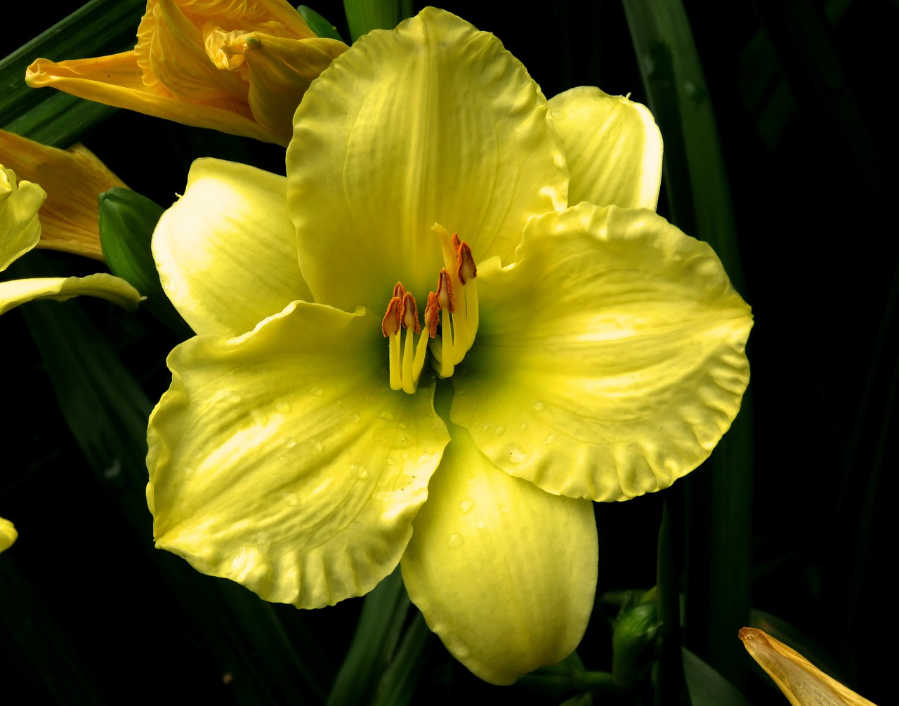 yellow flower wet flower garden flower free photo