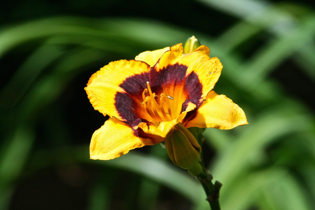 yellow flower floral flower free photo