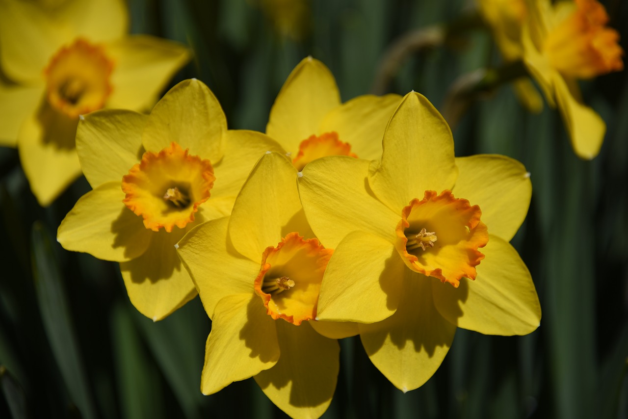 narcissus yellow flower daffodil free photo