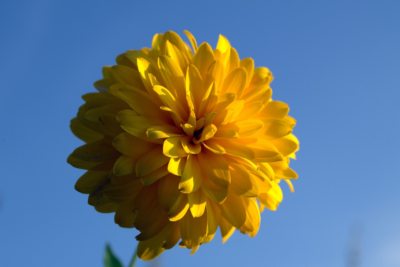 yellow flower flower bile free photo