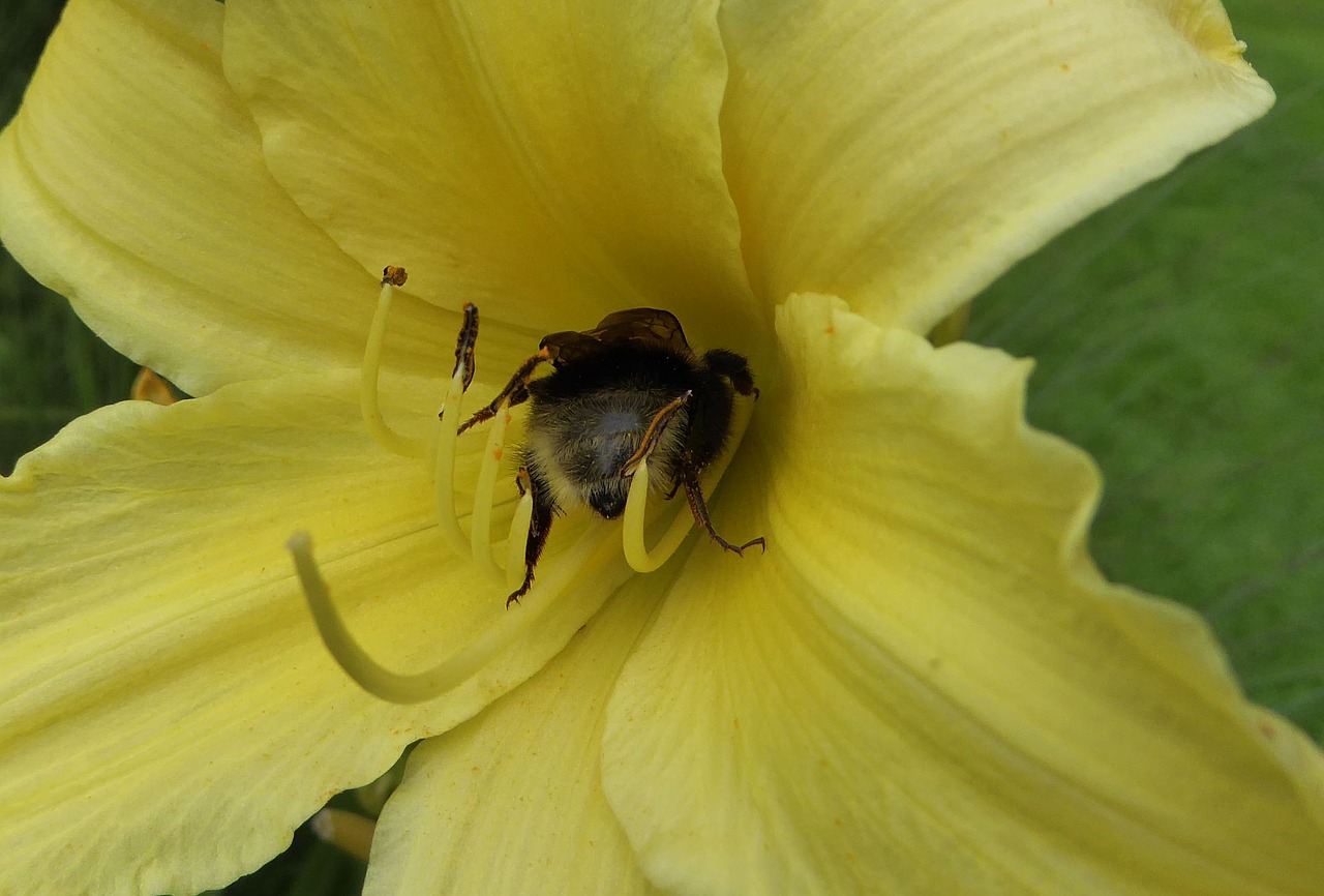 yellow flower lily garden free photo