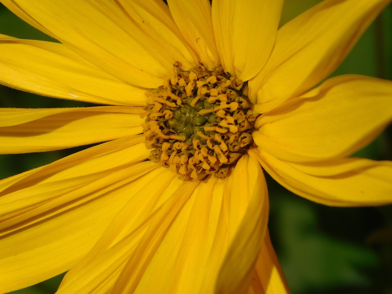 yellow flower flower blossom free photo