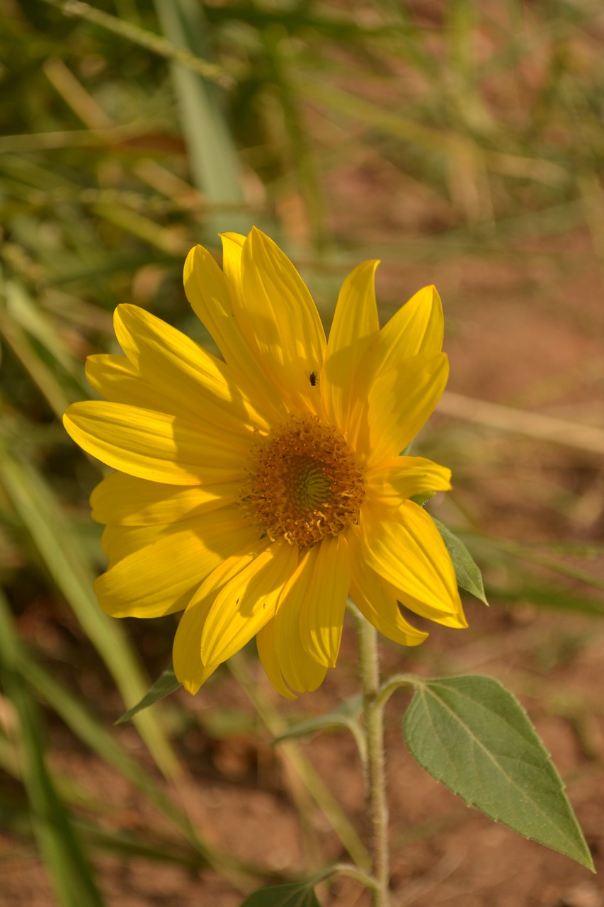 yellow flower flower plant free photo