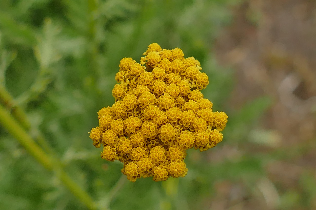 yellow flower plant blossom free photo