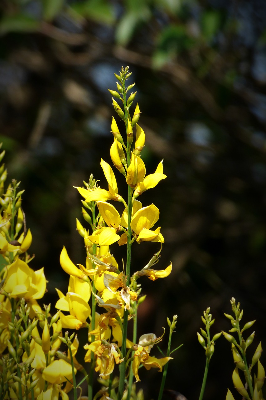 yellow flower flower yellow free photo