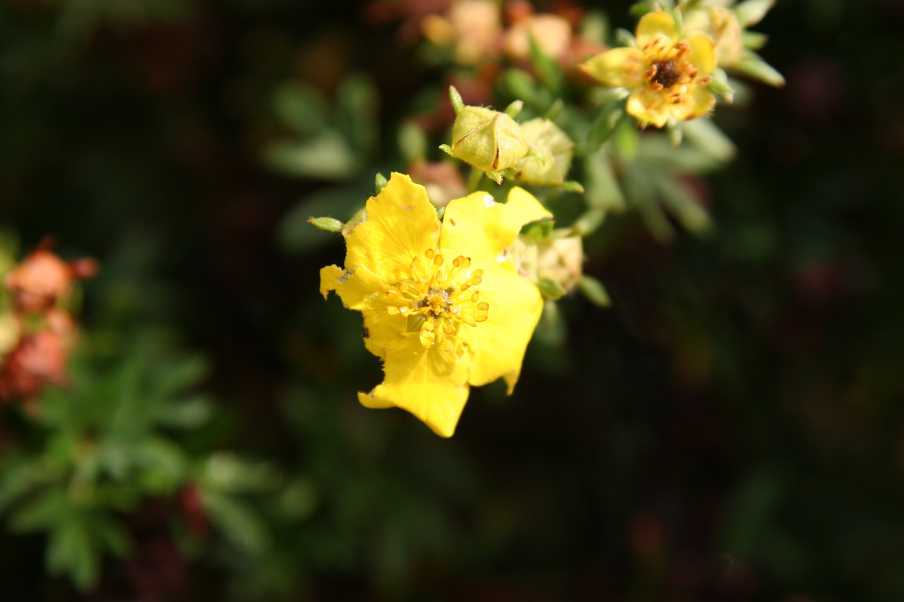 yellow flower garden poppy free photo