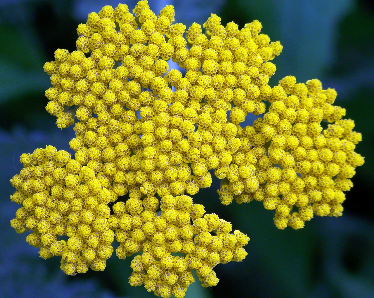 yellow flower summer free photo