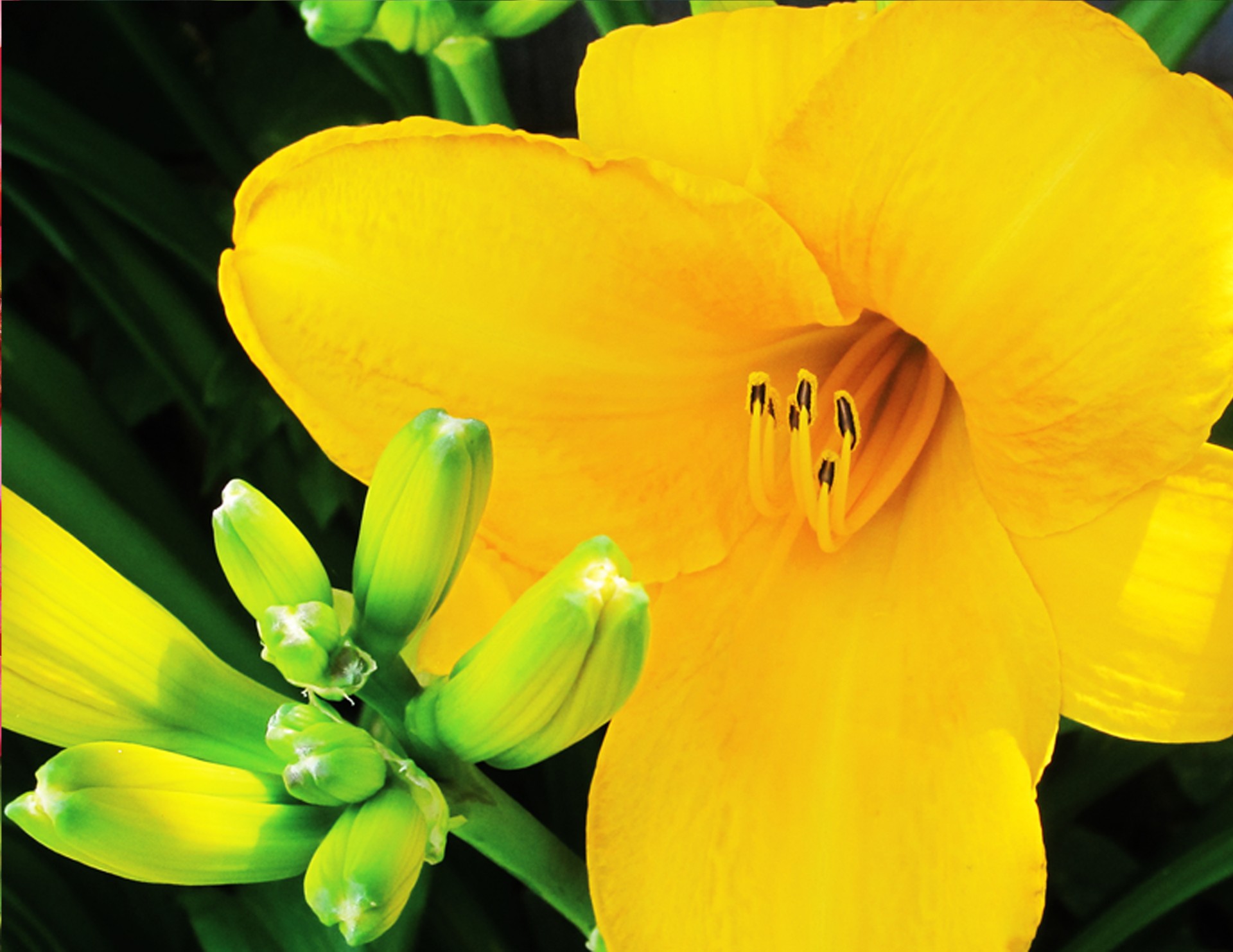 yellow flower closeup inside free photo