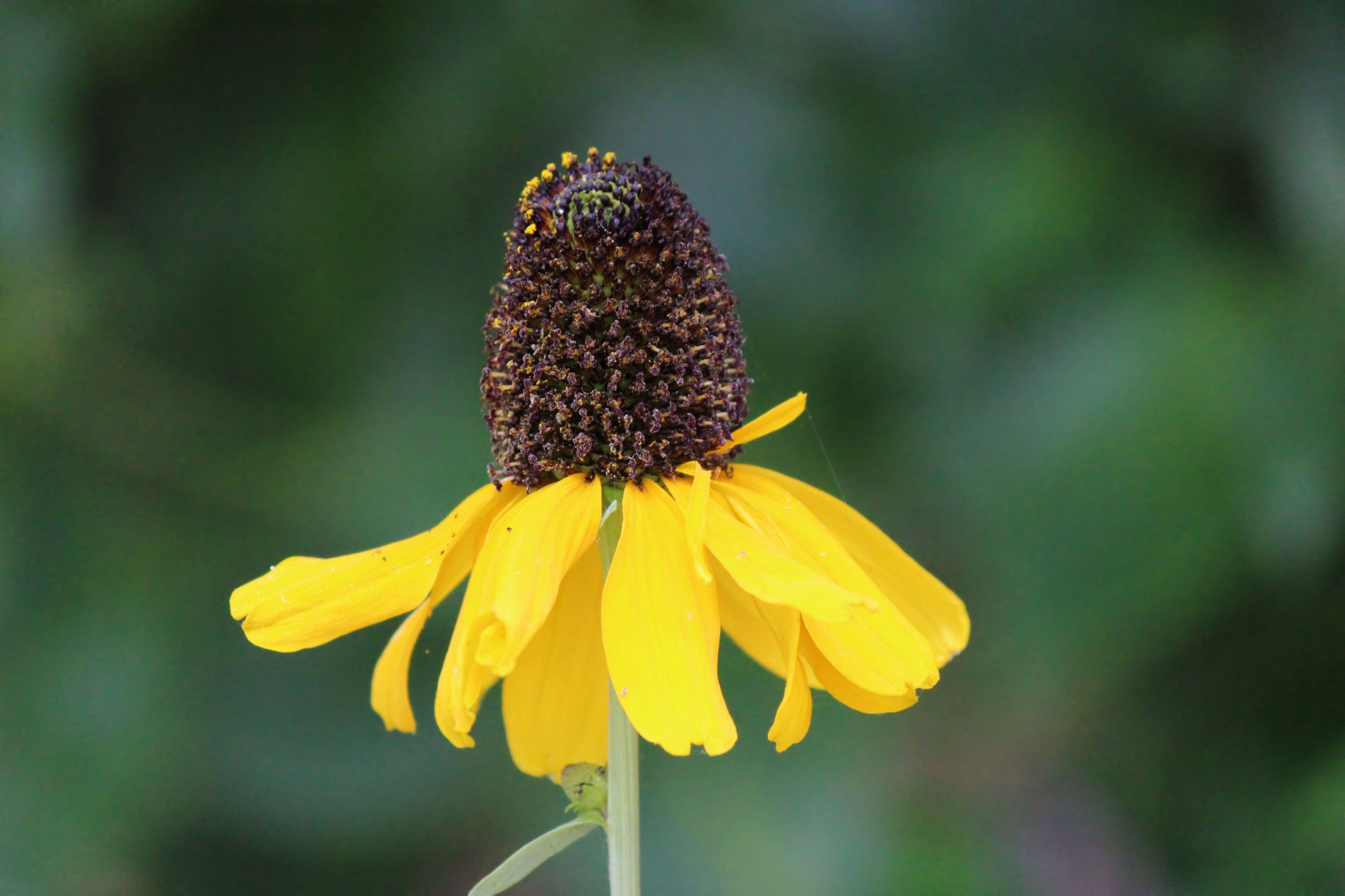 flower yellow nature free photo