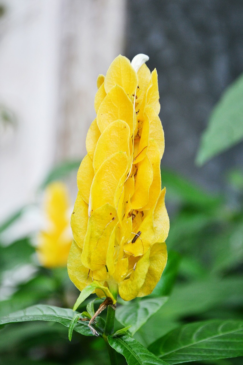 yellow flower flowers blossom free photo