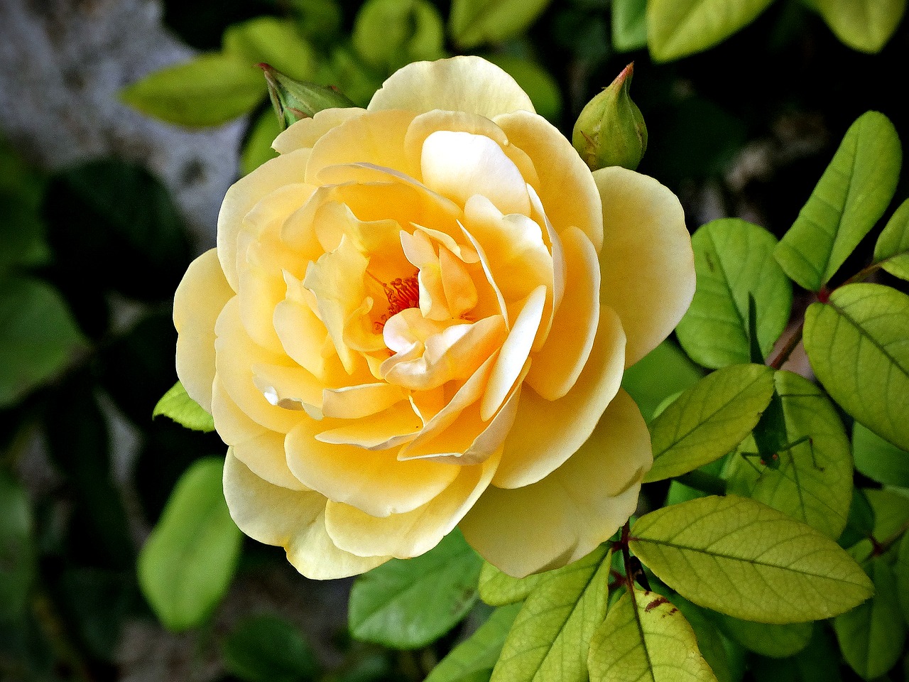 yellow flower rosa bloom free photo