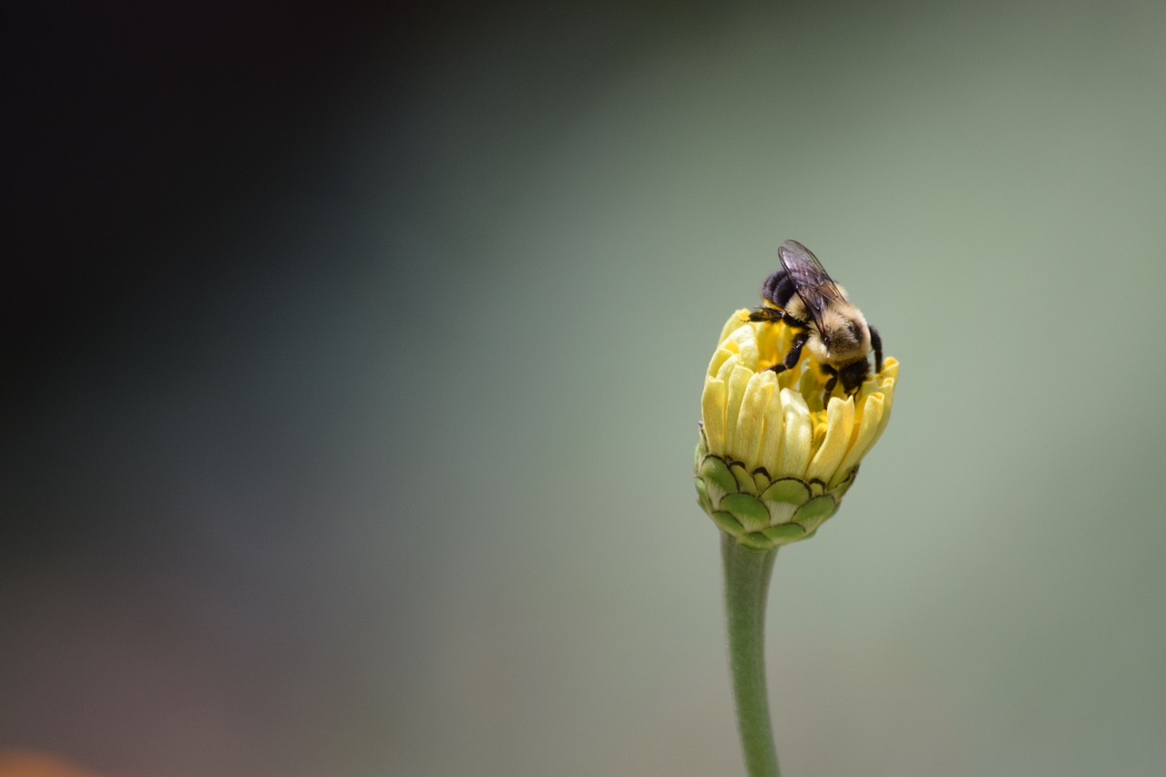 yellow flower zinnia bee free photo