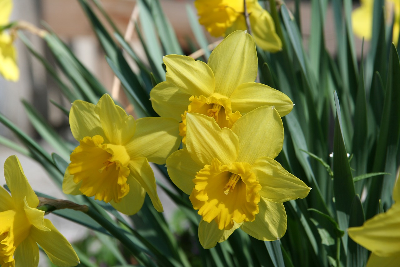 yellow flower nature pollen free photo