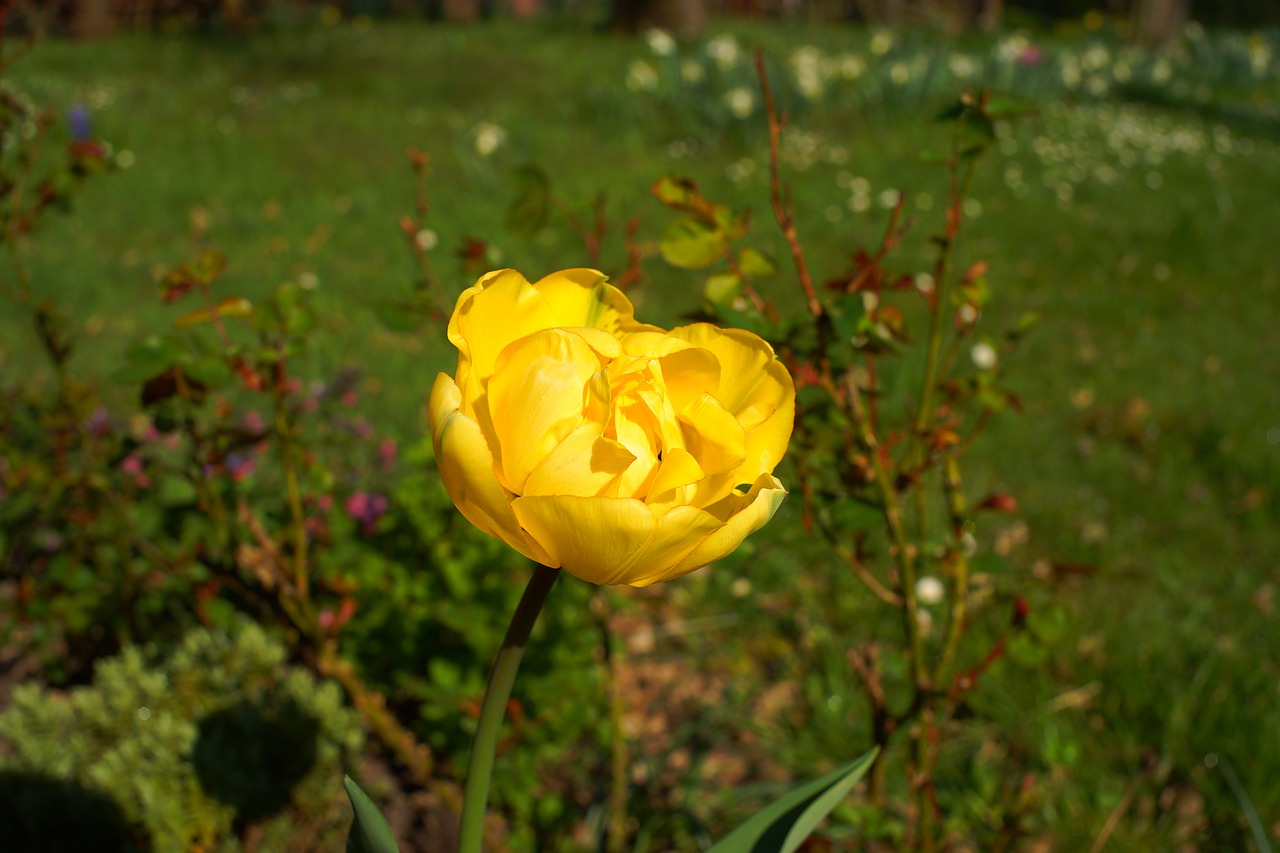 yellow flower garden tulip free photo