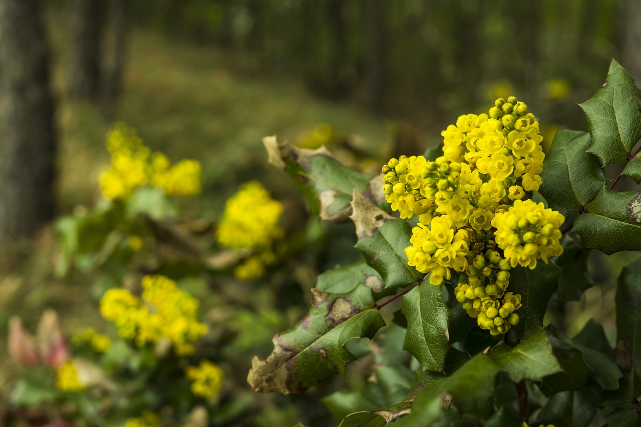 yellow flower yellow flowers yellow free photo