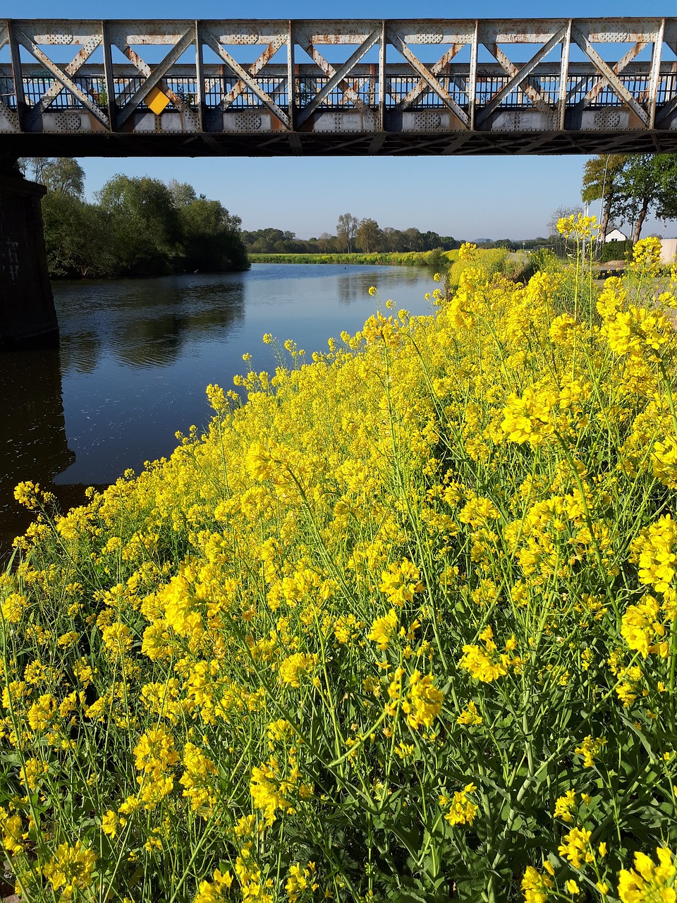 yellow flower river bridge free photo