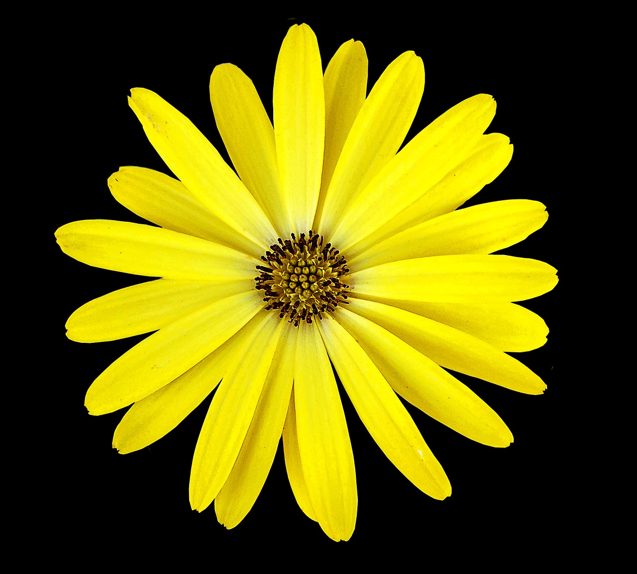 yellow flower black background flower free photo