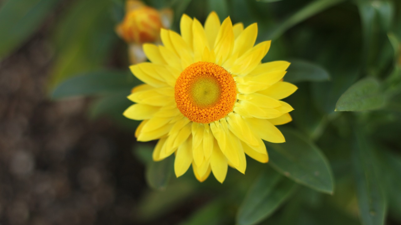 yellow flower flower gardens little flower free photo