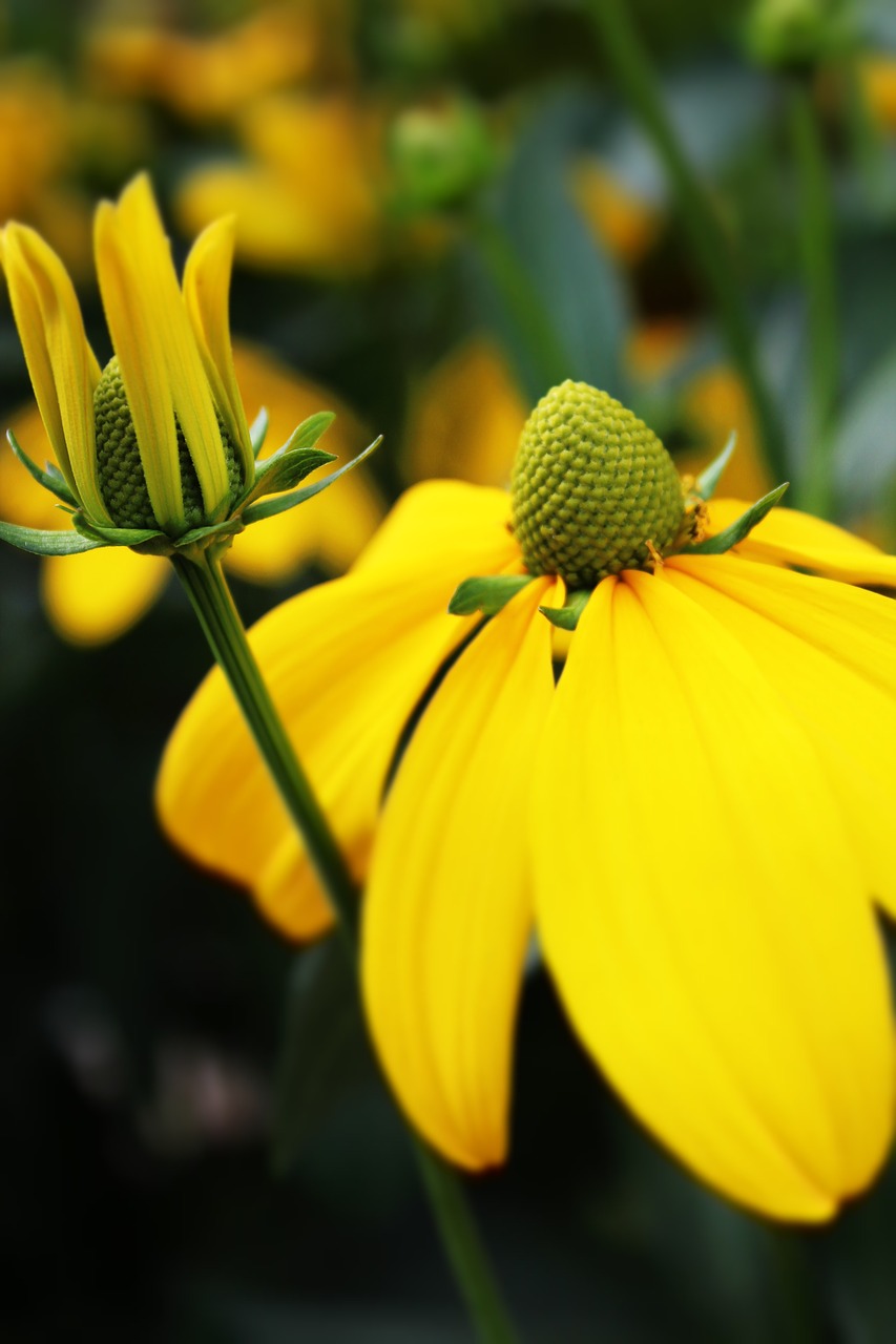 yellow flower flower blossom free photo