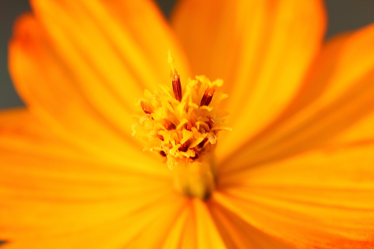 yellow flower natural close up free photo