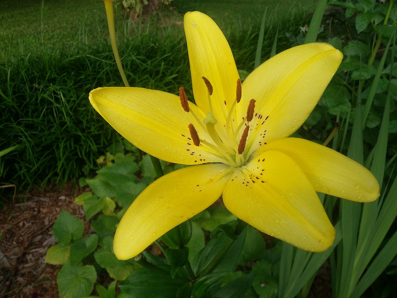 yellow flower lily blooming free photo