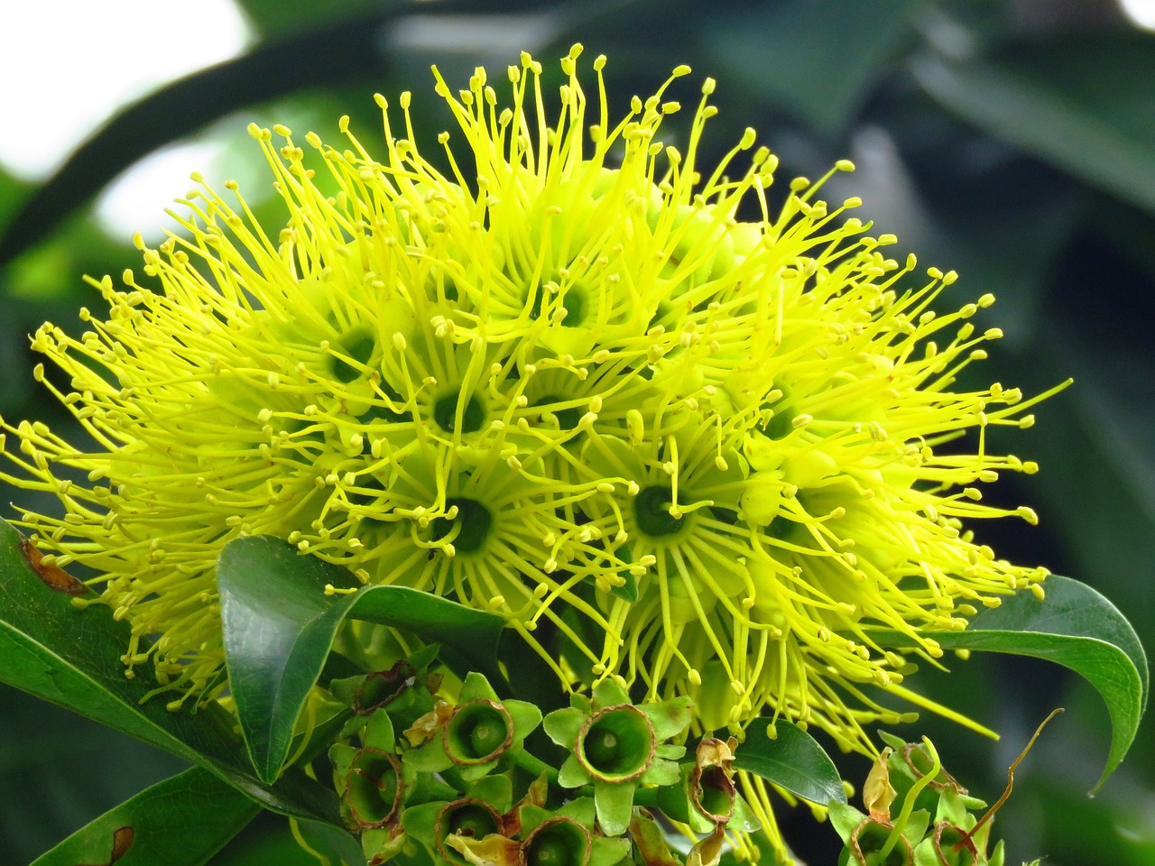 yellow flower macro yellow free photo