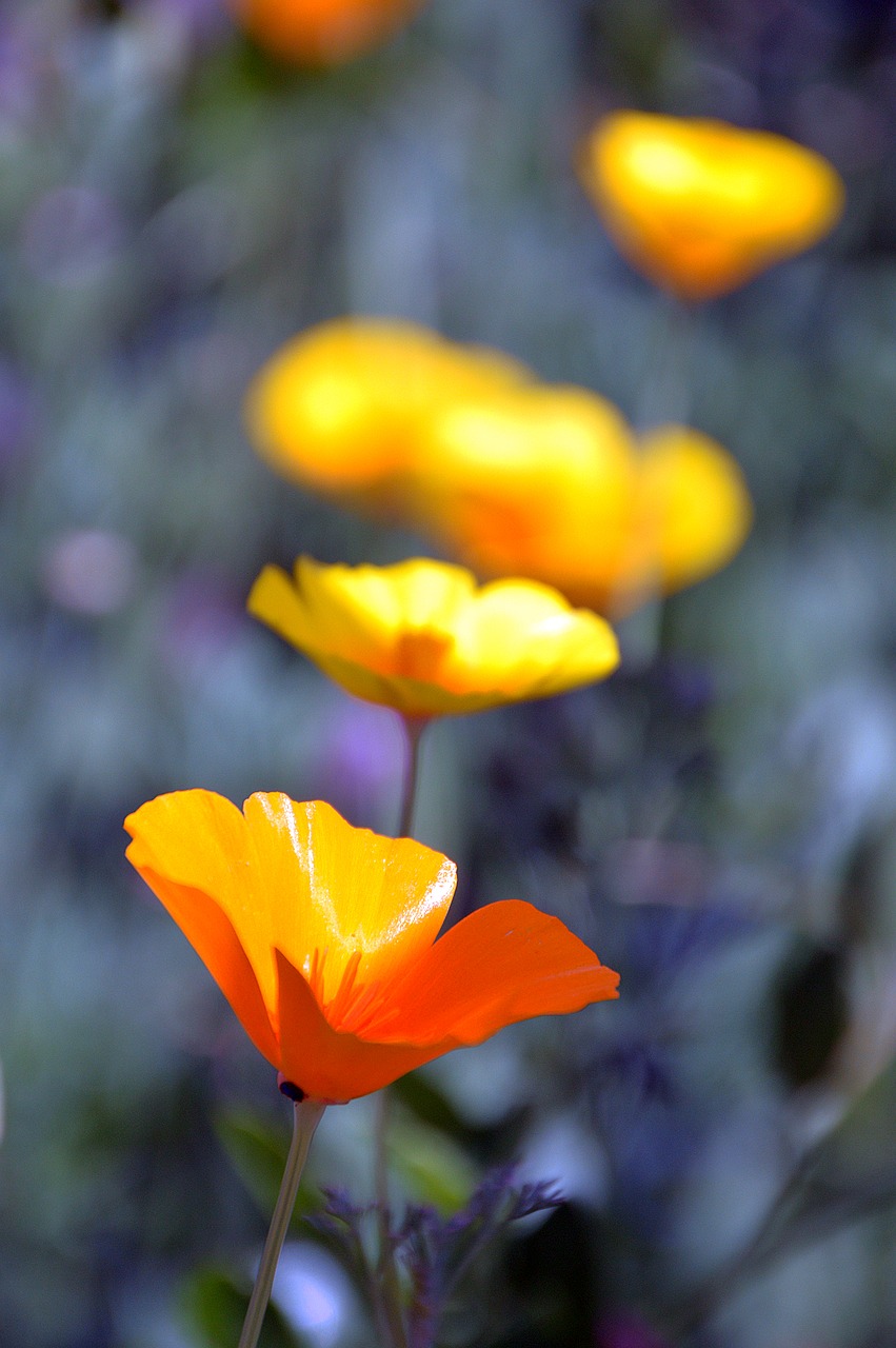 yellow flower summer flower free photo