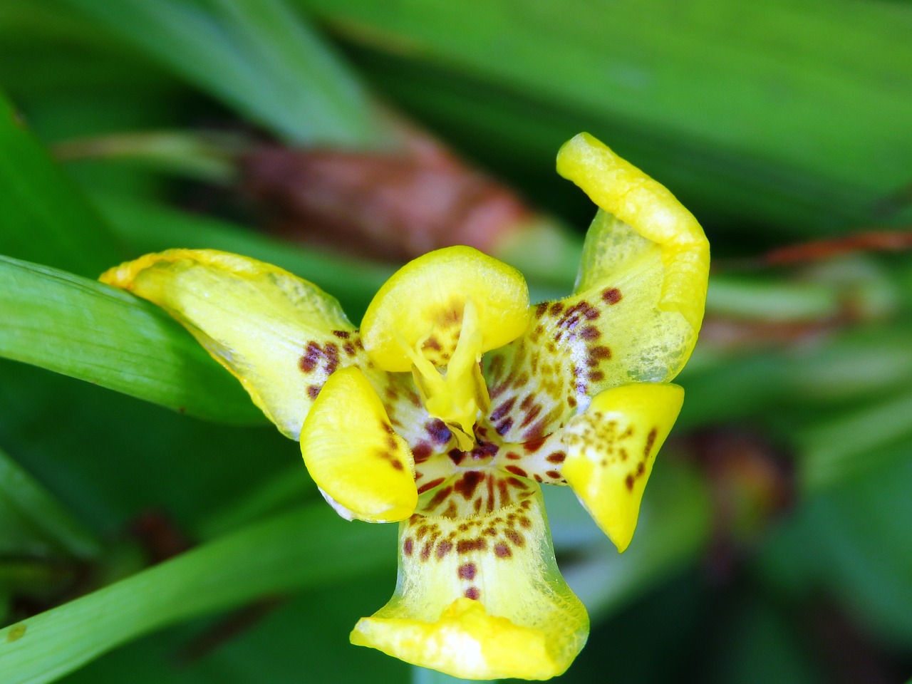 yellow flower flower close up free photo