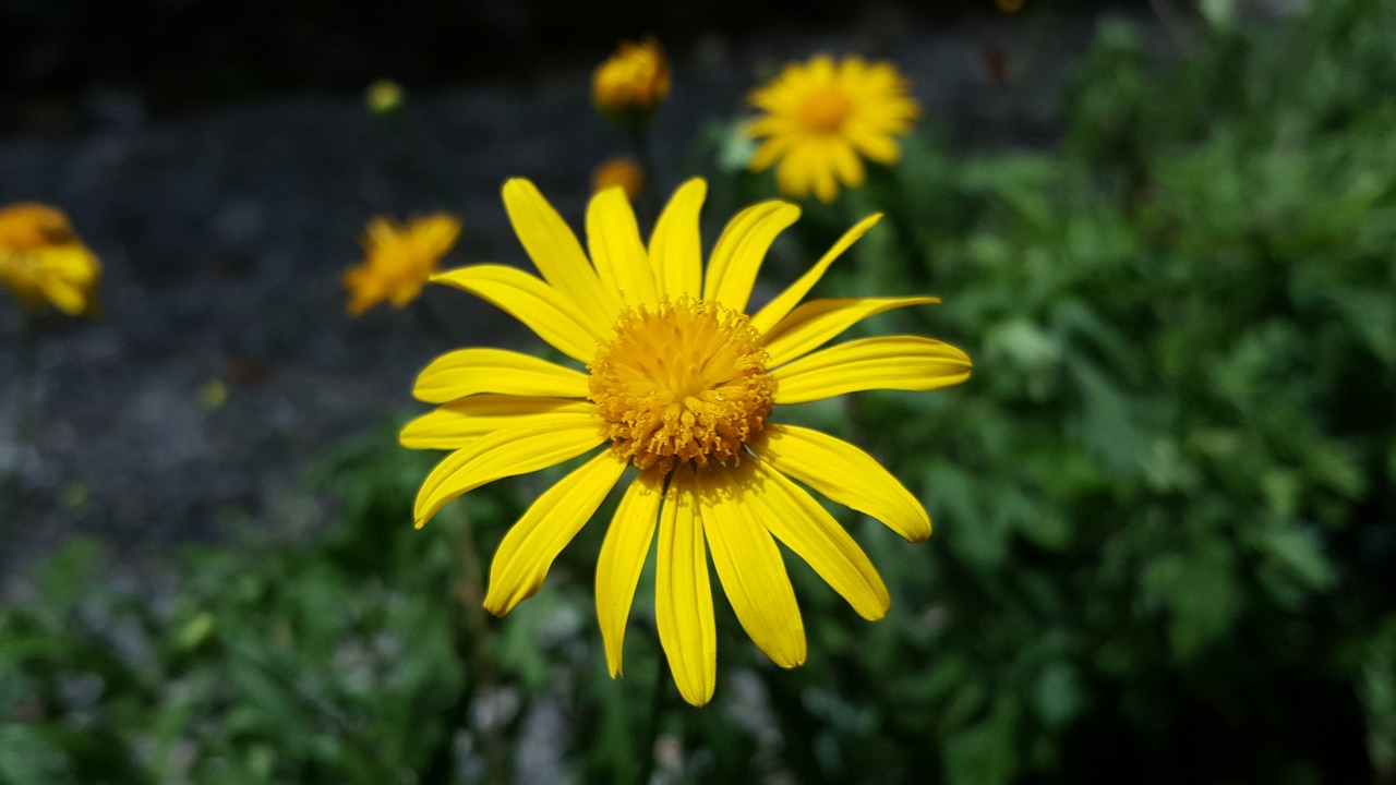 yellow flower yellow morning free photo