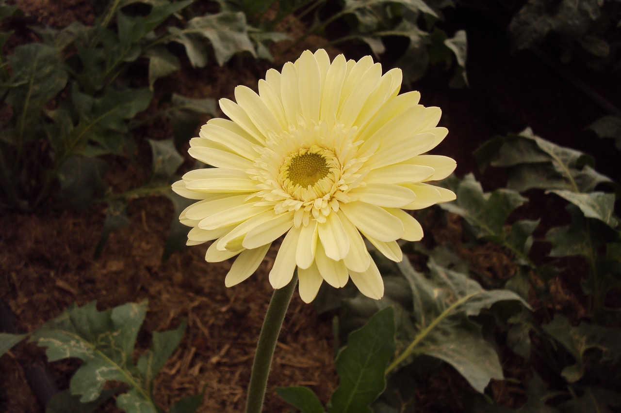 yellow flower daisy blossom free photo