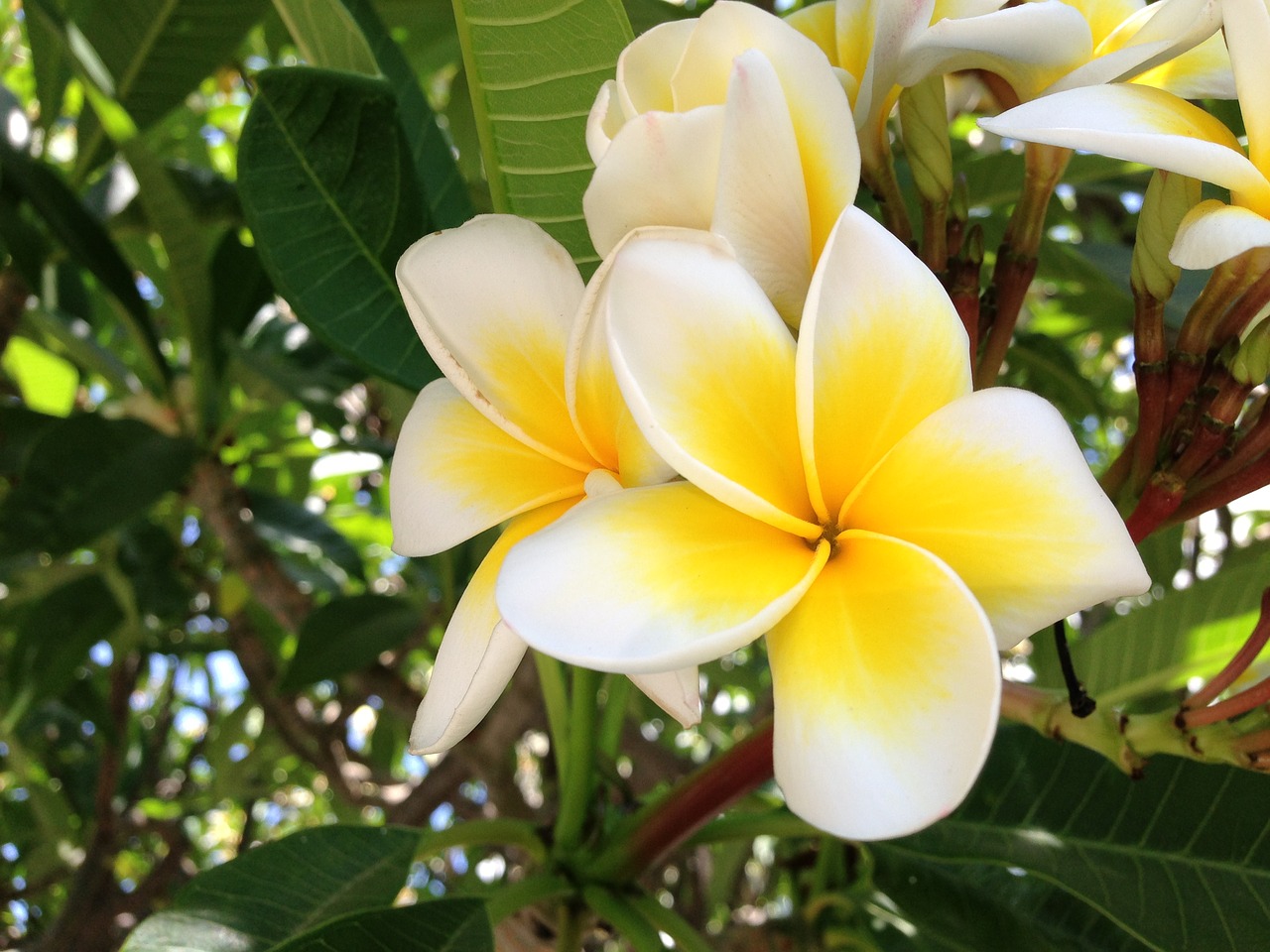 yellow flower garden girne free photo