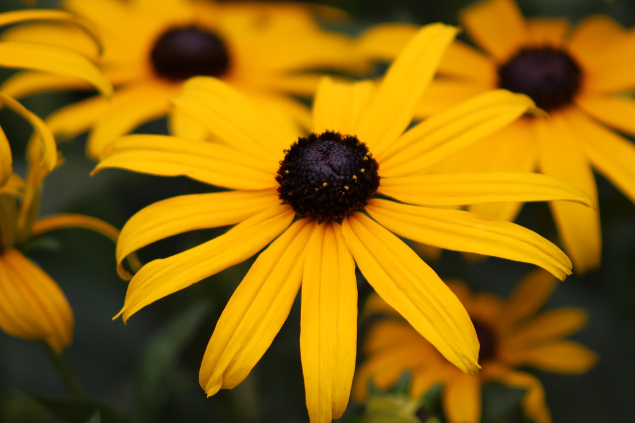 yellow flower petals plant free photo