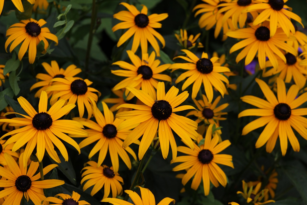 yellow flower petals plant free photo