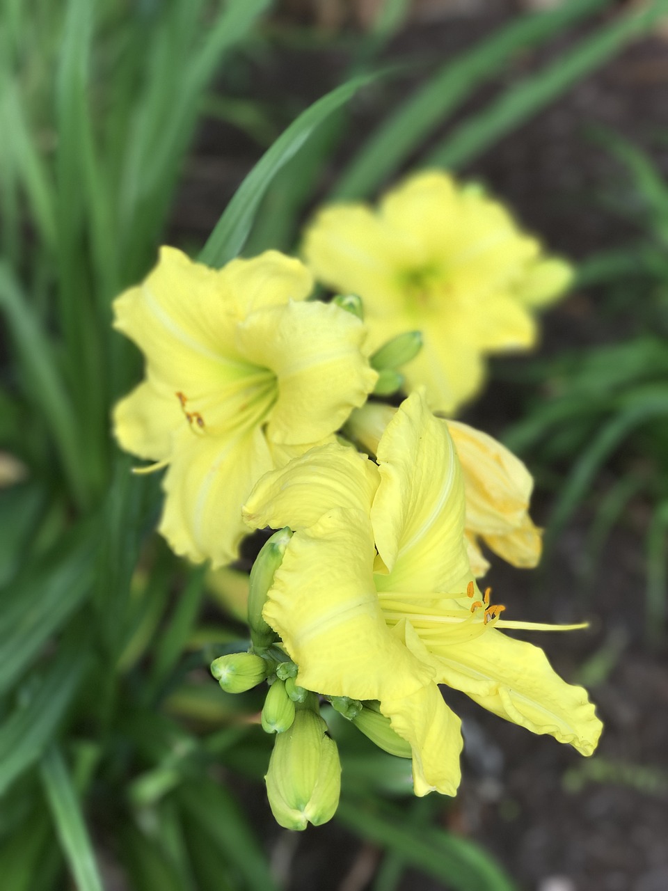 yellow flower day lily yellow lilly free photo