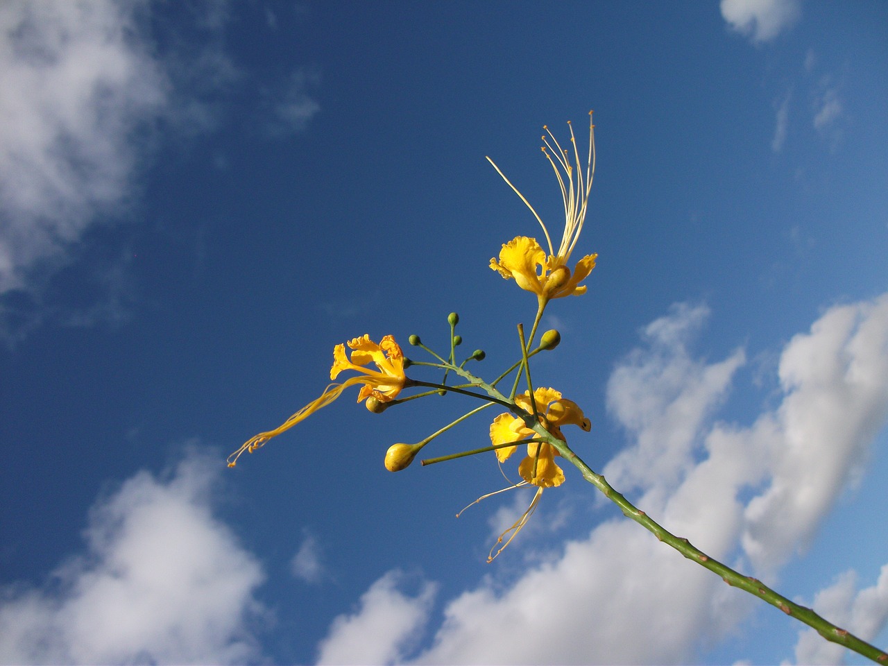 yellow flower flower sky free photo