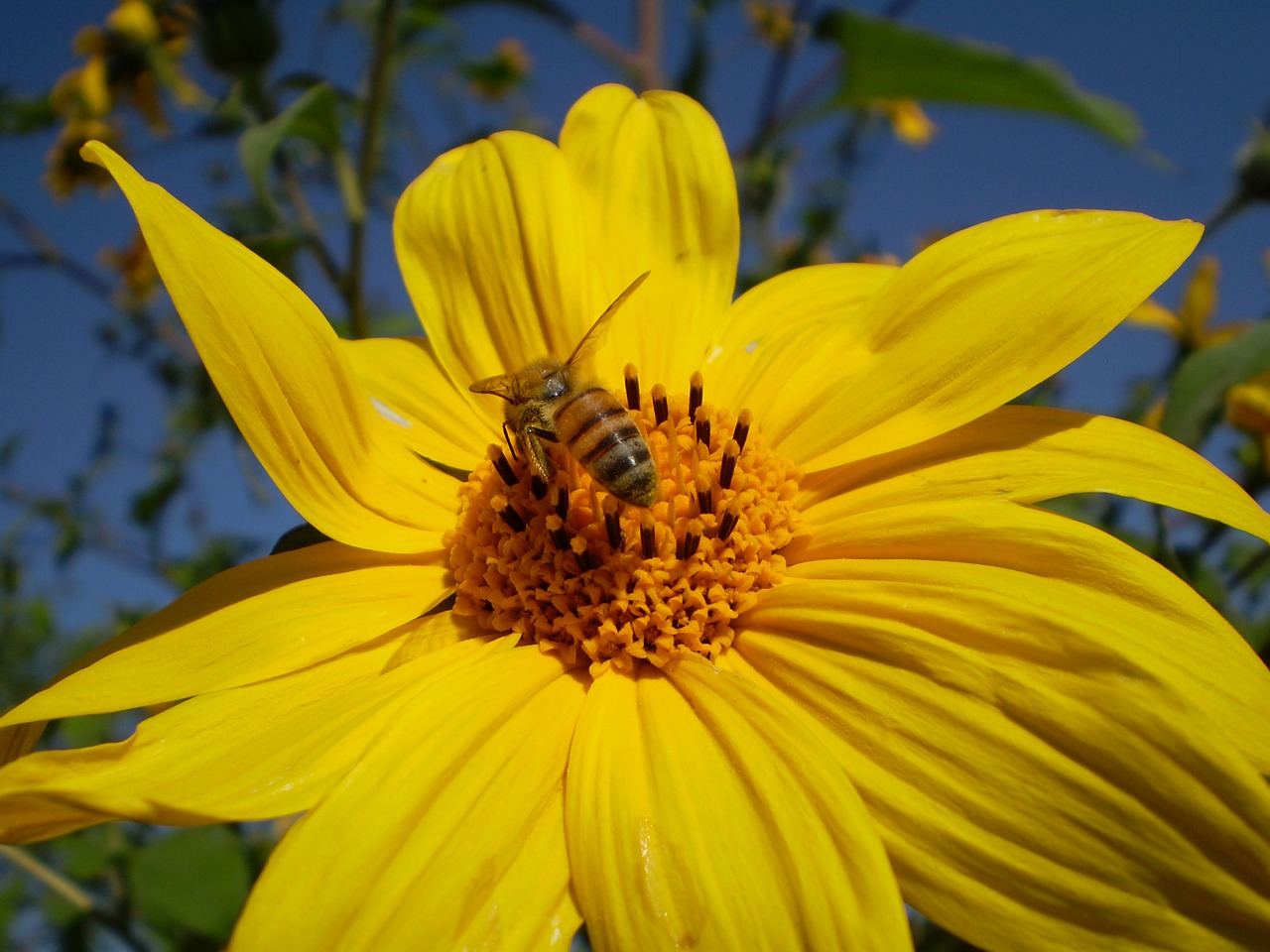 yellow flower bee hostal free photo