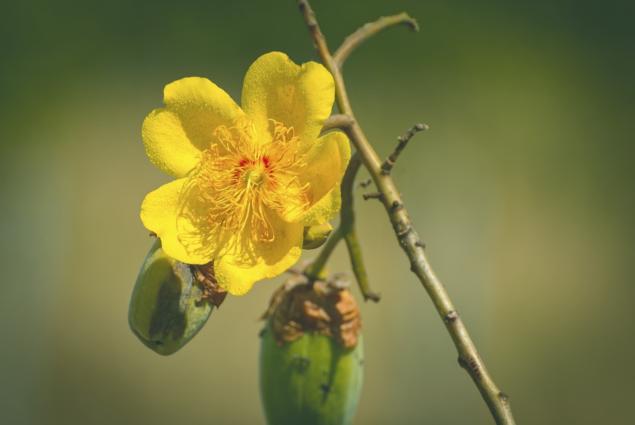 yellow flower flowers brazil free photo