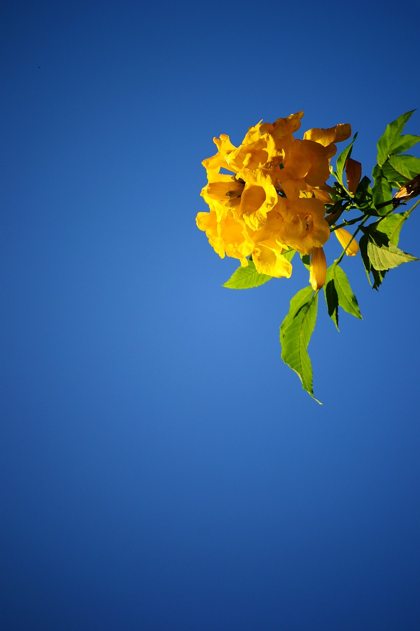 yellow flower blossom blue sky free photo