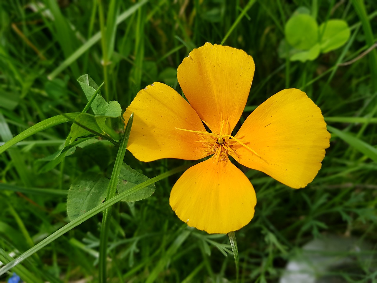 yellow flower summer nature free photo