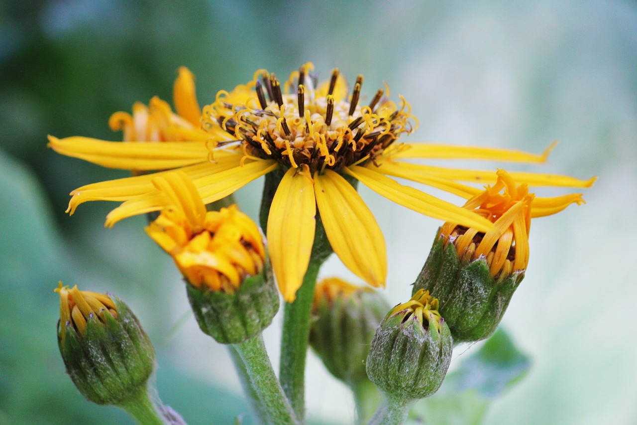 yellow flower flower close free photo