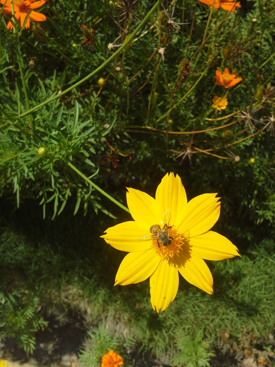 yellow flower flora insect free photo