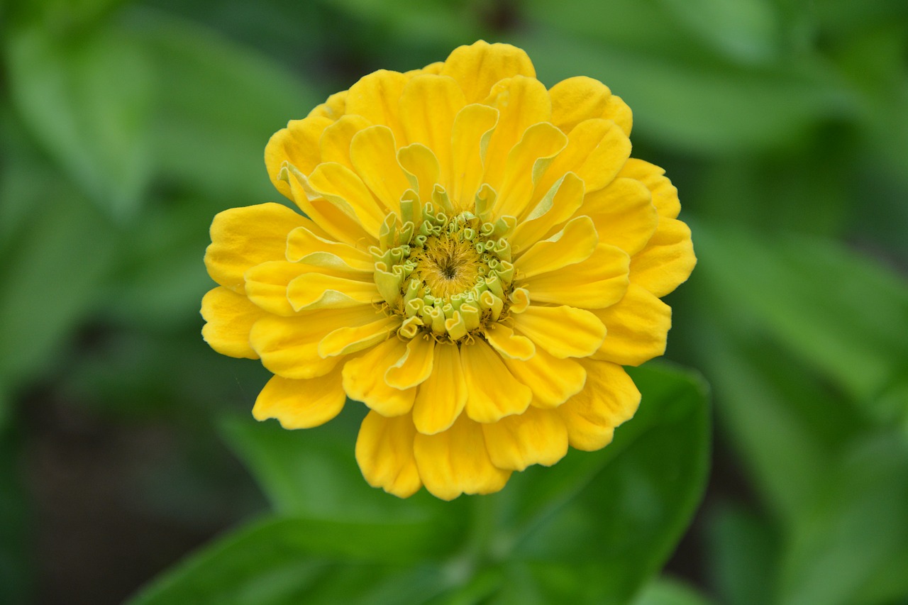 yellow flower garden flower free photo