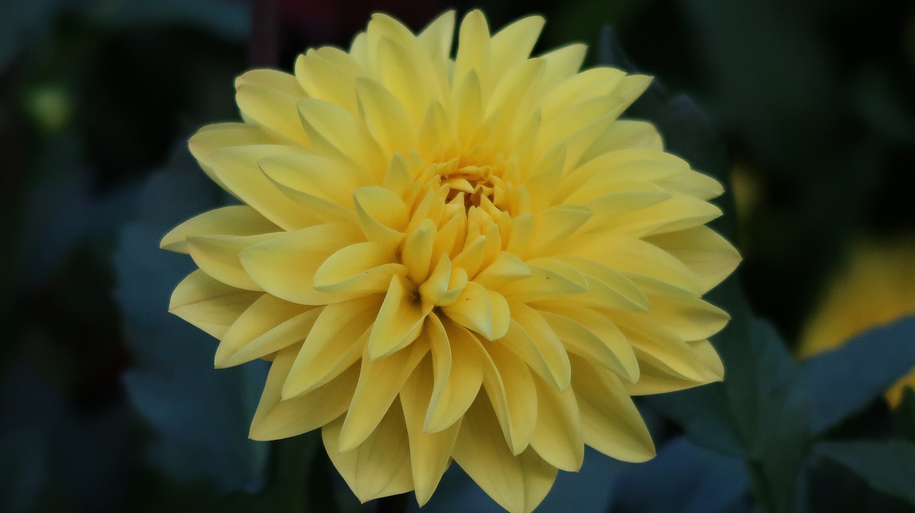 yellow flower swiss luzern free photo