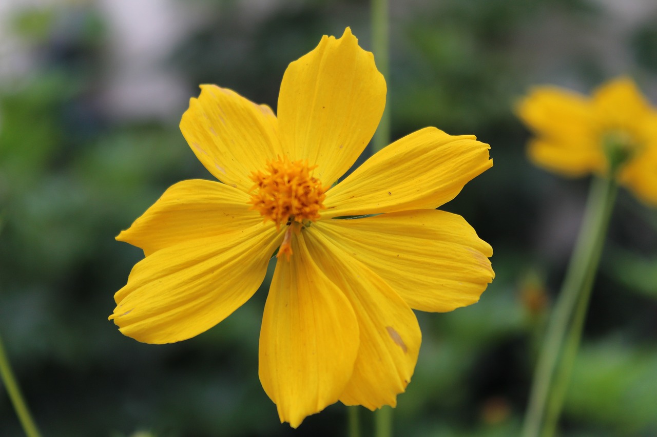 yellow flower garden nature free photo