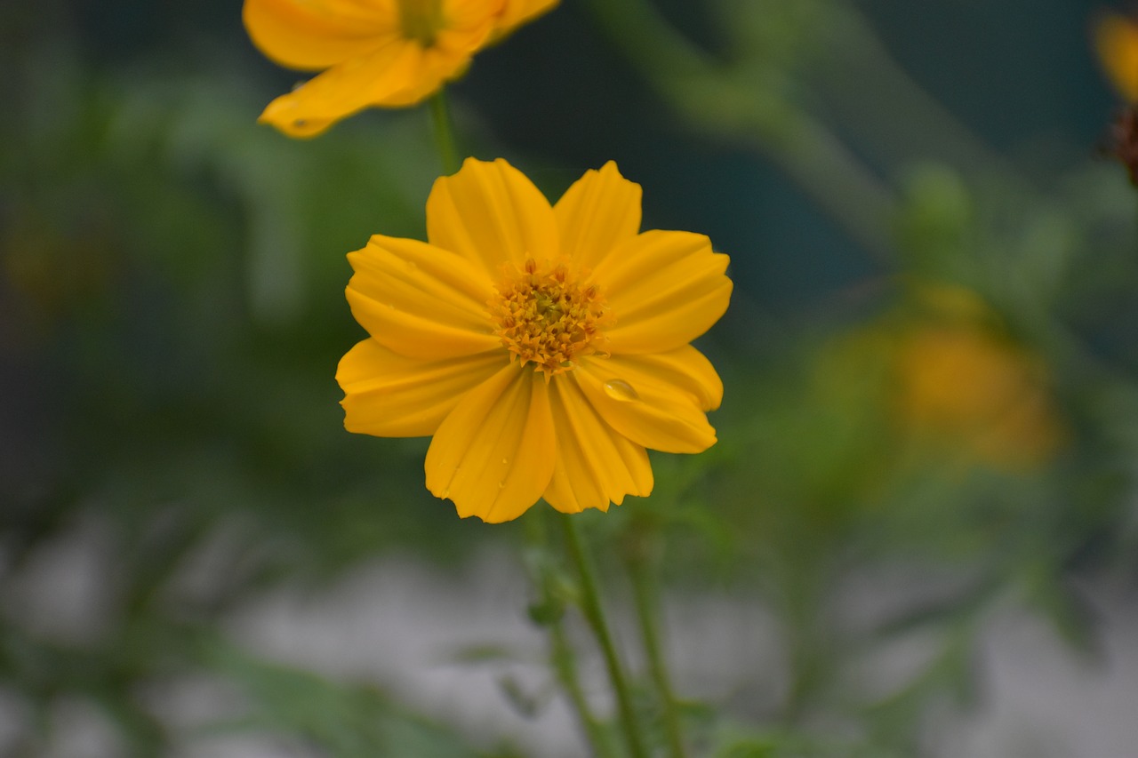 yellow flower pattern petals free photo