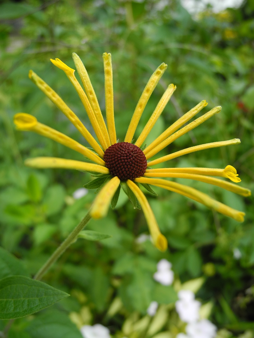 yellow flower garden macro free photo