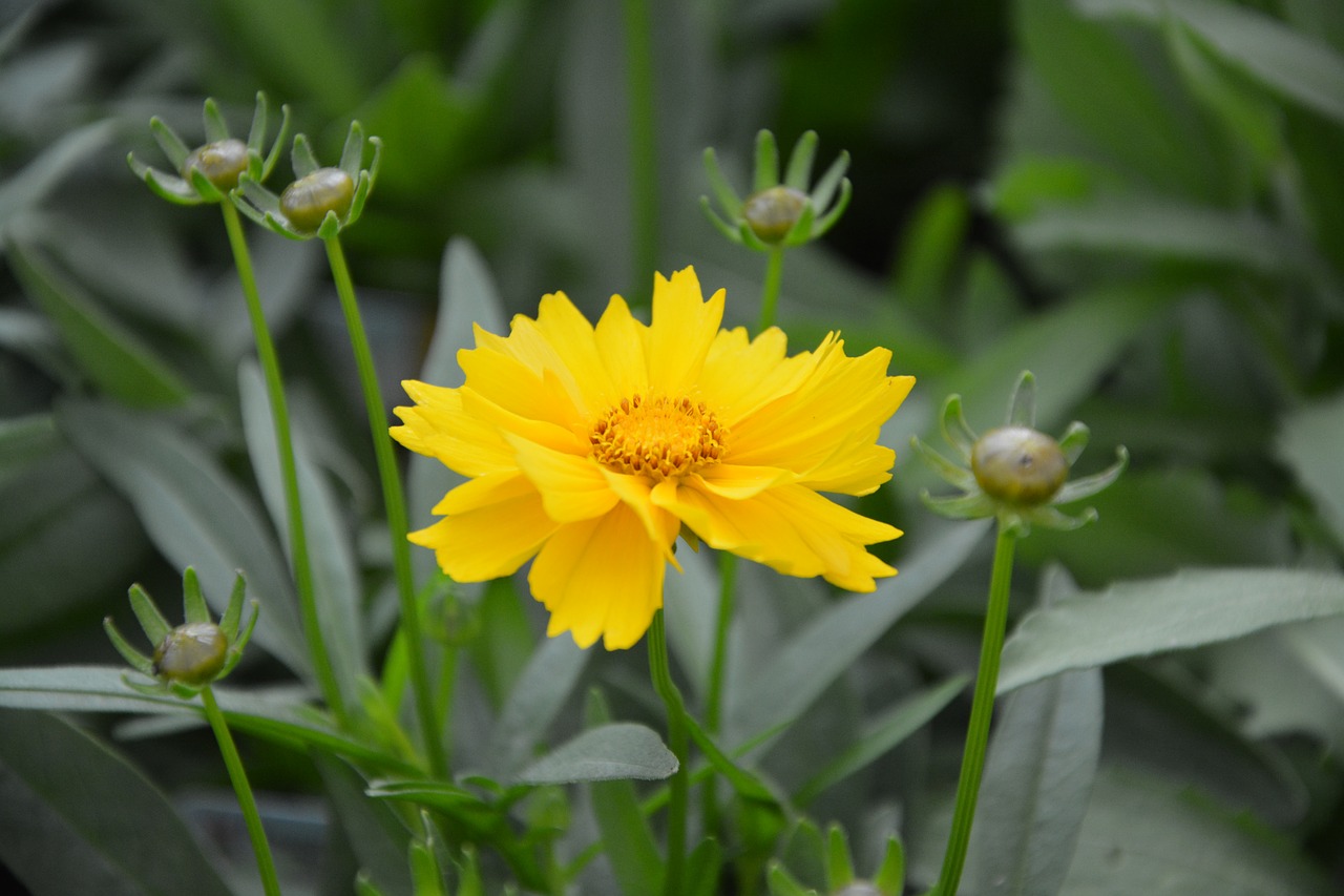 yellow flower garden summer free photo