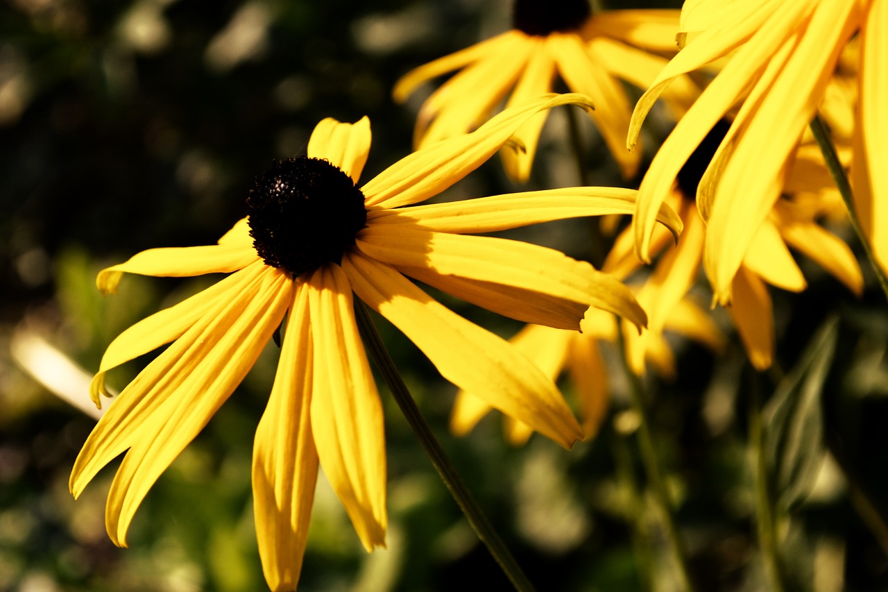 yellow flower meadow yellow free photo